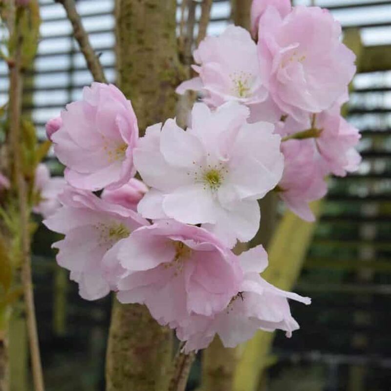 Prunus 'Amanogawa' 200-250 cm